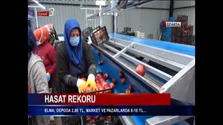 Her 4 elmadan biri Isparta’da üretiliyor