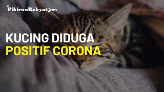 Jadi Kasus Pertama di Inggris Kucing Diduga Positif Corona, Kemungkinan Tertular dari Pemiliknya