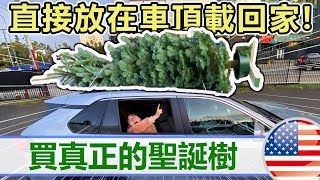 【日常】買真正的聖誕樹放在車頂載回家,體驗美國人的聖誕節[NyoNyoTV妞妞TV]