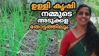 ഉള്ളി കൃഷി നമ്മുടെ അടുക്കള തോട്ടത്തിലും | Onion Farming | Ulli Krishi Malayalam framing Video