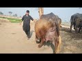 watch nili ravi buffalo for sale in punjab pakistan on youtube 15 1 20 25