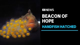 Critically endangered red handfish hatched in conservation breeding program | ABC News