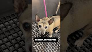 Blind senior Chihuahua 🐾 #chihuahua #dogbath #littledogs #tutorial