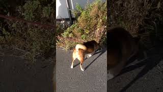 夕日を浴びて匂いを嗅ぐ♂を海辺に立っておとなしく待つ♀柴犬 #Shorts