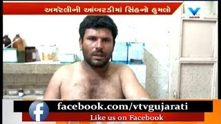 Amreli: બકરા ચરાવવા ગયેલા યુવક પર  lions એ કર્યો હુમલો | Vtv News