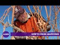 How to Prune Grapevines: Cordon de Royat