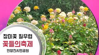 (광명이야기) 장미꽃 필 무렵 꽃들의 축제, 안양천시민공원 보며 꽃멍. Happy Together