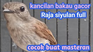 KANCILAN BAKAU SIRAJA SIYULAN GACOR FULL