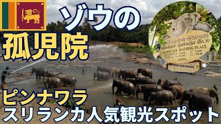 【スリランカ】ピンナワラ ゾウの孤児院！人気観光スポットご紹介