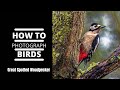 How to Photograph Birds Great Spotted Woodpecker