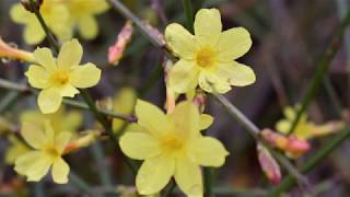 Winter Jasmine Plant Profile