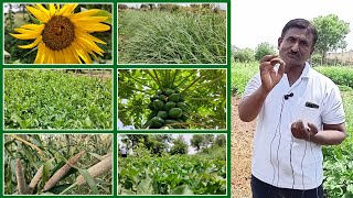 मिश्र भाजीपाल्याची नफ्याची सेंद्रिय शेती | Profitable Farming | कृषिभूषण अजय जाधव | Shivar News 24