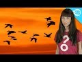 How Do Birds Know Where To Go When They Migrate?