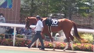 札幌競馬現地映像　ディナースタ積丹特別パドック