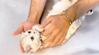 Cute kitten talks to the vet like a baby, Words cannot describe what happens, so i recorded it!