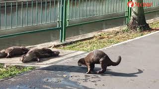 Stomper finds otters going about their \