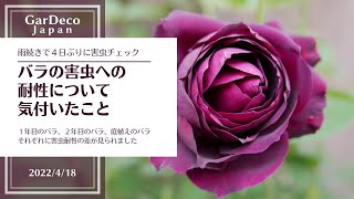 【低農薬】バラの害虫への耐性について気付いたこと【無農薬】