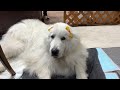 人間とベルは楽しんだけどハロウィンには興味がないルンルンとアランです　great pyrenees　グレートピレニーズ