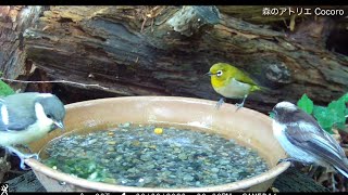 小鳥たちの水浴び