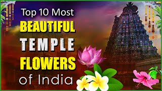 Temple Flowers of India | Top 10 Most Beautiful Temple Flowers of India