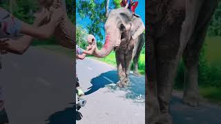 কি সুন্দর #হাতি দেখুন Look what a beautiful elephant#hati