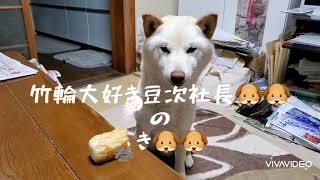 寂しがり屋さんの柴犬。関西弁編