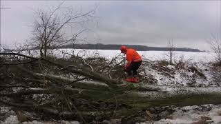 Wycinka dużych drzew .TRANS - TECH .Felling of 1000 trees.