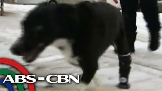 Bandila: Dog in Canada gets a leg for Christmas