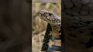 Eagle vs Cobra Snake Amazing Footage #eagles #animals #wildlife