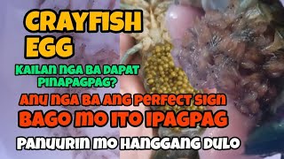 crayfish egg kailan nga ba dapat ipagpag, at anung mga signs para malaman na ok n ito