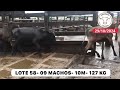 LOTE 58- 09 MACHOS- 10M- 127 KG