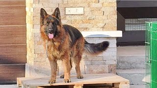 ГРАНД выполняет КОМАНДЫ. Немецкая Овчарка 1 год 8 мес.Trained German shepherd. Одесса.