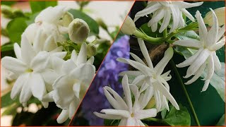 Jasmine, grow lots of flowers/कैसे ढेरों फूल पाएंगे मोग्रा पौधे पे