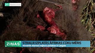 ReTV: Strauji izplatās Āfrikas cūku mēris; visvairāk skartais reģions - Latgale