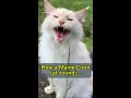 Are Maine Coon meows different to ordinary cat meows