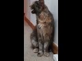 Are Maine Coon meows different to ordinary cat meows
