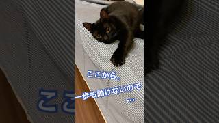 おやつを持って来てもらえませんでしょうか？猫のお願い#ねこ#cat #保護猫 #shorts