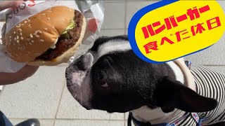 【Burger King】犬とハンバーガー食べに行った【ボストンテリア】