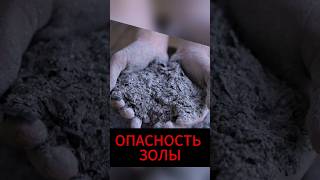 Зола может принести немало проблем, если использовать ее неправильно!  #огород #сад #дача #томаты