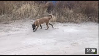 当初300块钱买的小黄马犬，一晃2年过去了，小伙大呼这狗真买值了