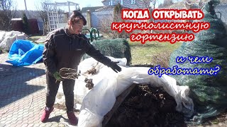 Когда открывать КРУПНОЛИСТНУЮ гортензию весной? И чем обработать после зимы?