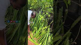 ഡ്രാഗൺ ഫ്രൂട്ട് തൈകൾ വൻവിരക്കുറവിൽ | N.P Liya Garden Malappuram, Pazamallur