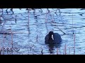 東京港野鳥公園に行きました