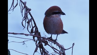 東京港野鳥公園に行きました