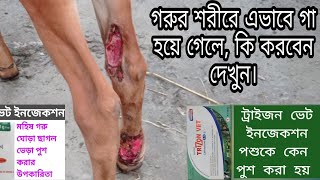 গরুর শরীরে বিভিন্ন স্থানে ঘা হওয়ার কারণ ও প্রতিকার।