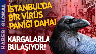Koronadan Daha Korkunç! O Virüs İstanbul'da Yayıldı!