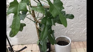 Repotting a large philodendron - I did NOT expect it to be so easy!