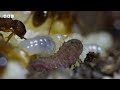 Carnivorous UNDERCOVER caterpillar 🐛😎  Wild Isles - BBC