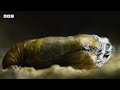 Carnivorous UNDERCOVER caterpillar 🐛😎  Wild Isles - BBC