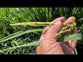 Kelan ang tamang timing ng pabaon na pagbomba sa Atangya at stem borer sa palay?